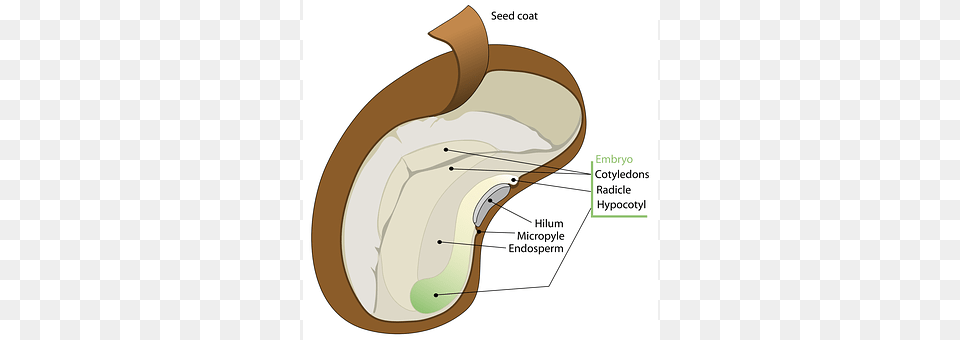 Seed Food, Produce Png