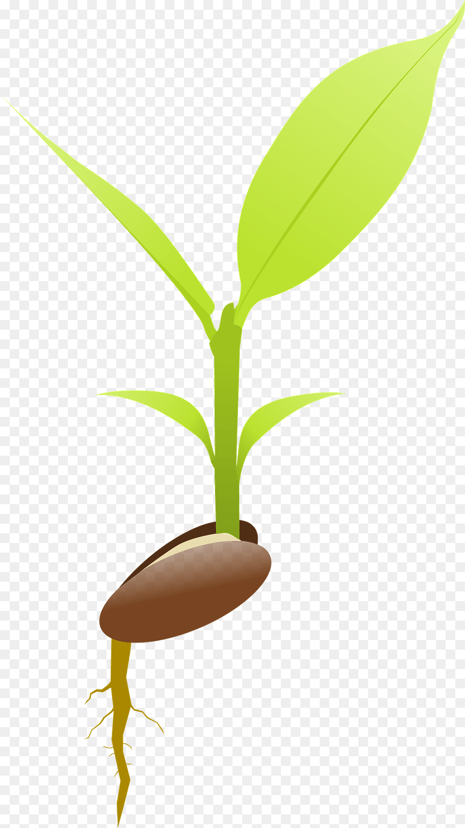 Seed Germinating Clipart, Leaf, Plant, Sprout Free Transparent Png