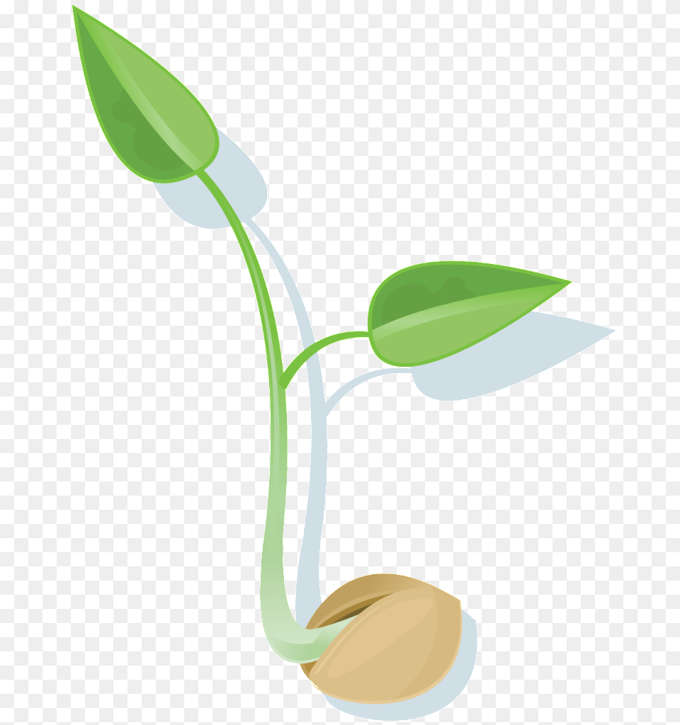 Seed Images, Bud, Flower, Leaf, Plant Png Image