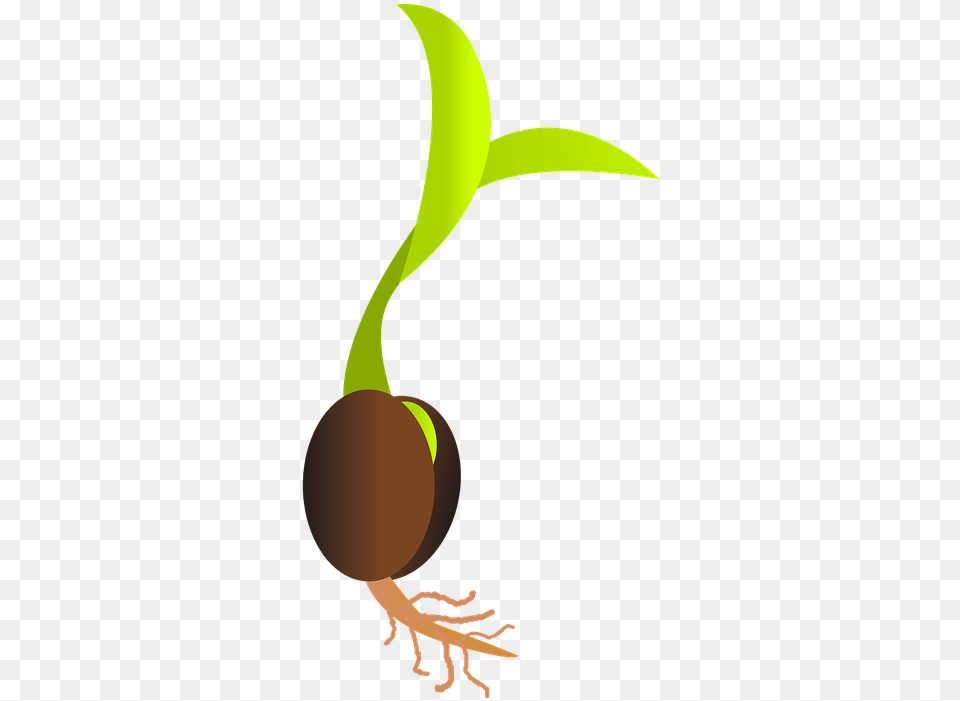 Seed Library Services Grimsby Seed Clipart, Person Free Png