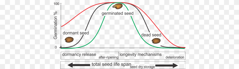 Seed Life Span 3 Seed Germination Curve, Nature, Night, Outdoors, Astronomy Free Png Download