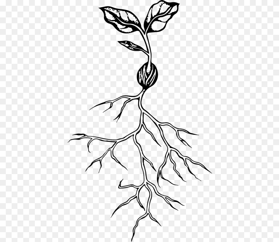 Seed Ranch Flavor Co, Plant, Root, Art, Drawing Png Image