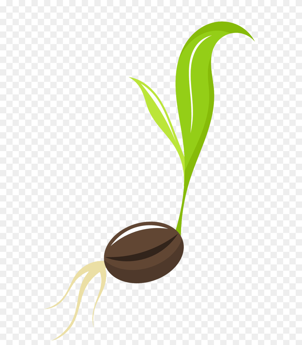 Seed Transparent, Plant, Sprout, Smoke Pipe, Leaf Free Png Download