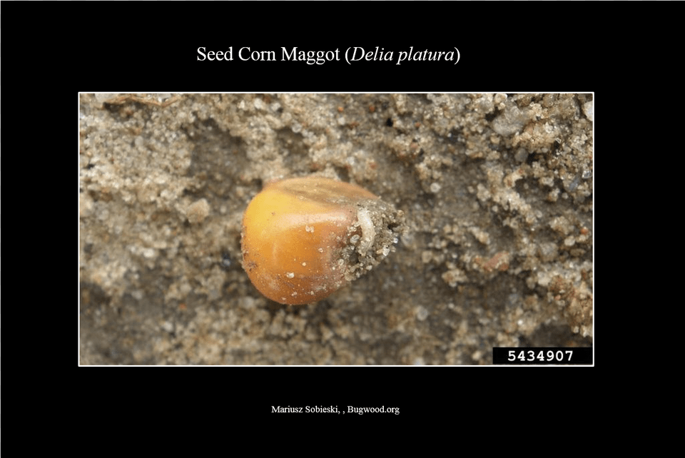 Seedcornmaggot Larva Animal, Food, Produce, Grain, Insect Png Image