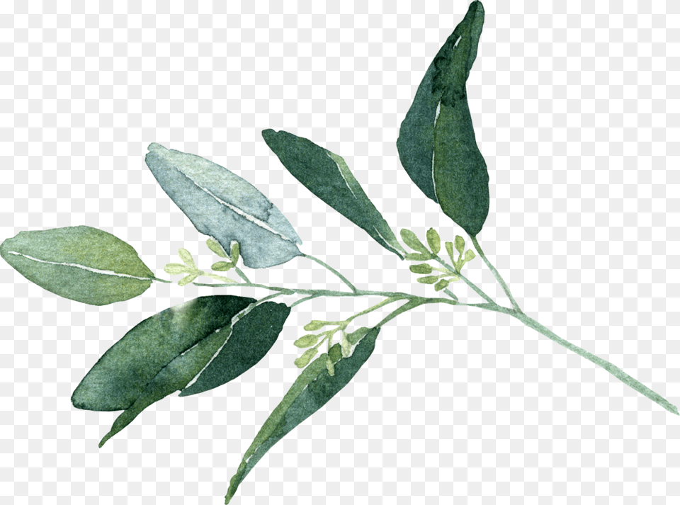 Seeded Eucalyptus Bay Laurel, Acanthaceae, Annonaceae, Flower, Herbal Free Png Download