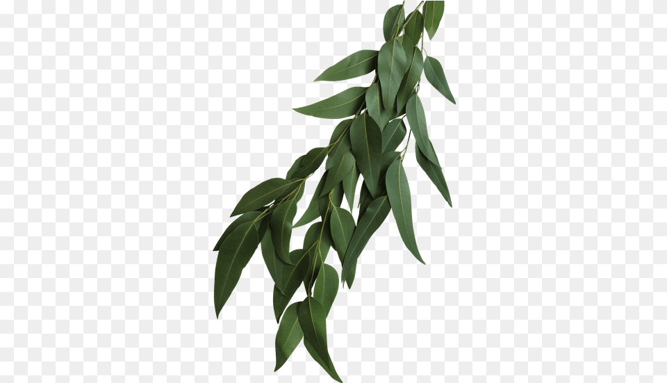 Seeded Eucalyptus Leaves Bay Laurel, Leaf, Plant, Tree Png