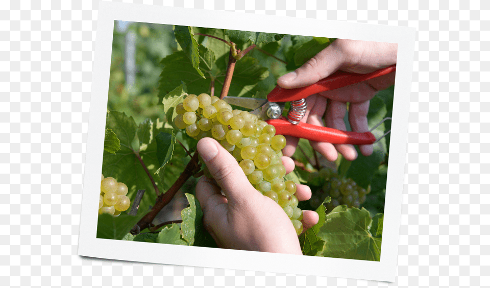 Seedless Fruit, Food, Grapes, Plant, Produce Png Image