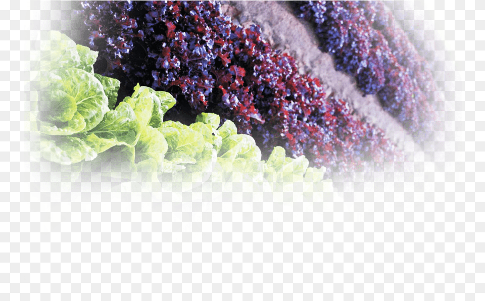 Seedless Fruit, Food, Lettuce, Plant, Produce Png Image