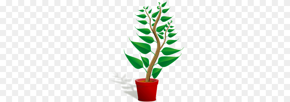 Seedling Leaf, Plant, Tree, Flower Free Transparent Png