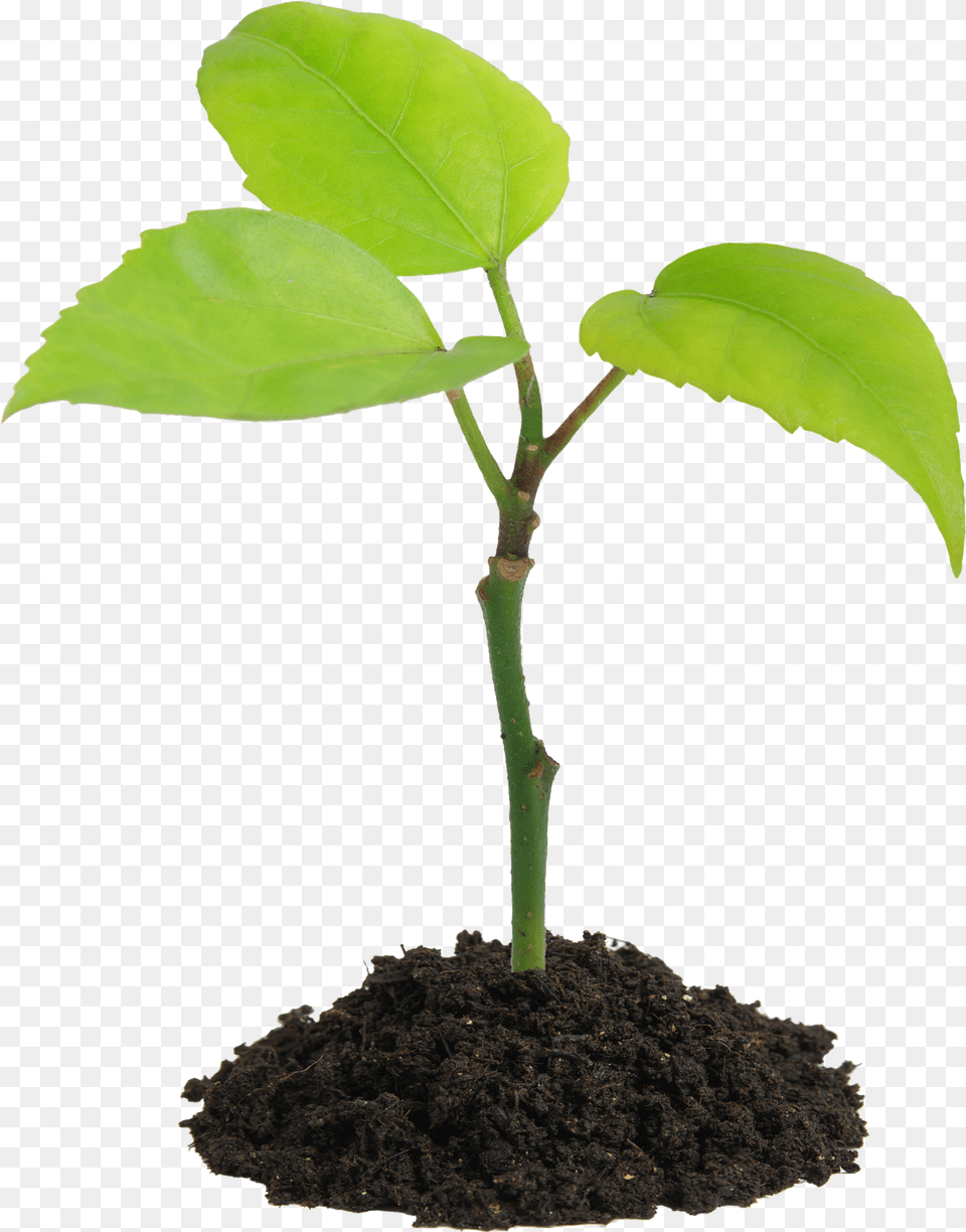 Seedling, Leaf, Plant, Soil, Sprout Png