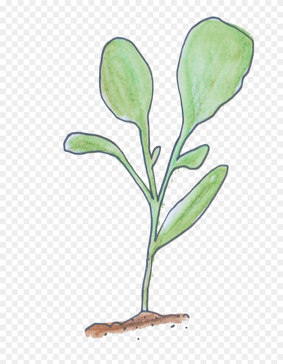 Seedling, Leaf, Plant, Herbal, Herbs Free Transparent Png