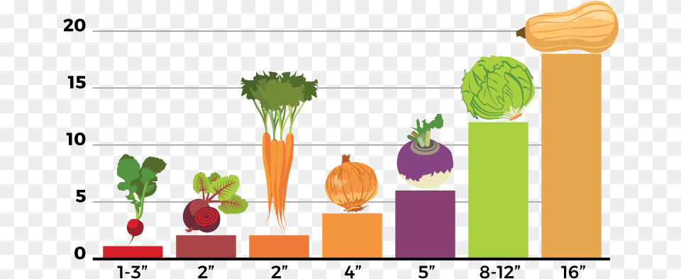 Seedling Chart Cruciferous Vegetables, Plant, Food, Produce, Turnip Free Png Download