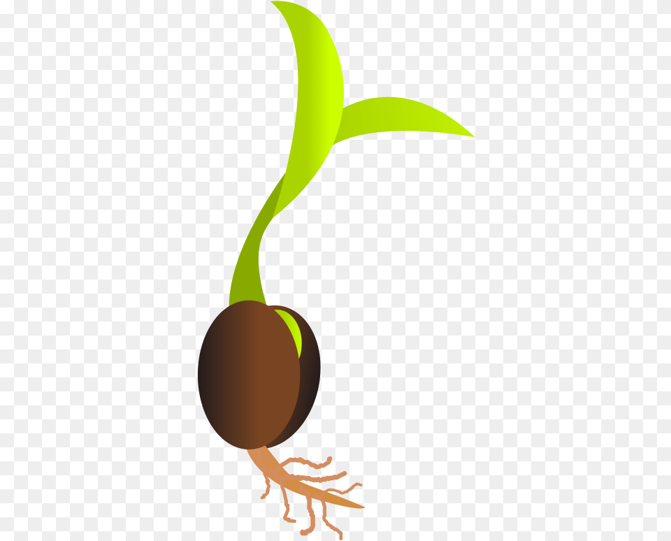 Seedling Clipart Mustard Seed Seed, Person, Plant, Root Png