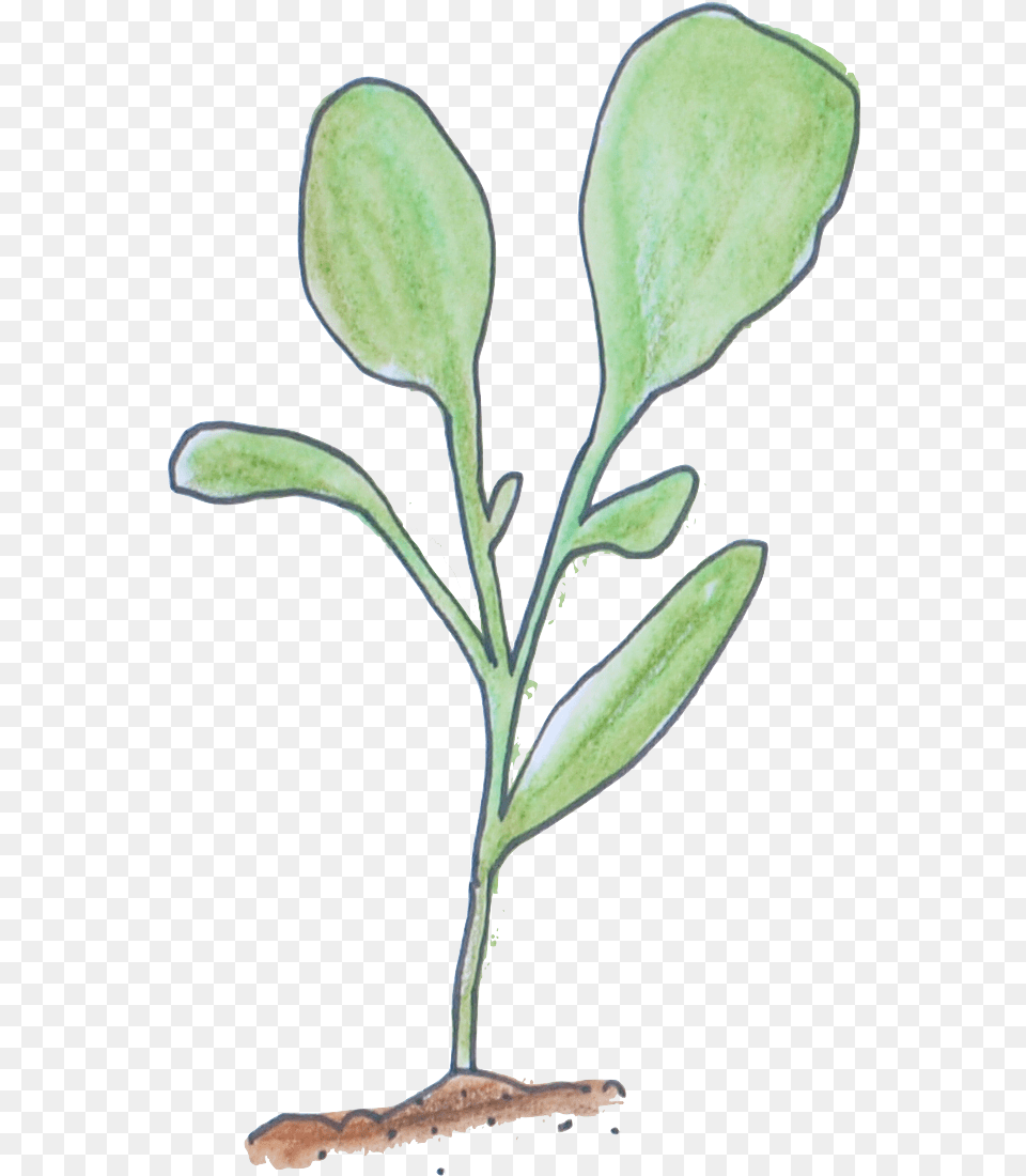 Seedling Courtesy Of No Guff Vegetable Gardening Magnolia, Leaf, Plant, Herbal, Herbs Png Image