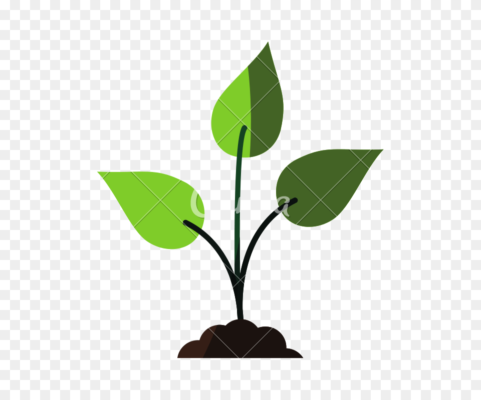 Seedling Plant Icon, Leaf, Sprout Png Image