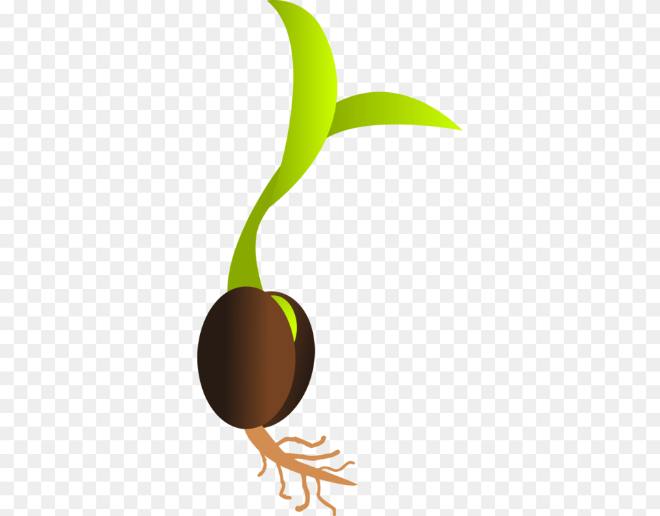 Seedling Sprouting Plant Seed Germination, Person Png
