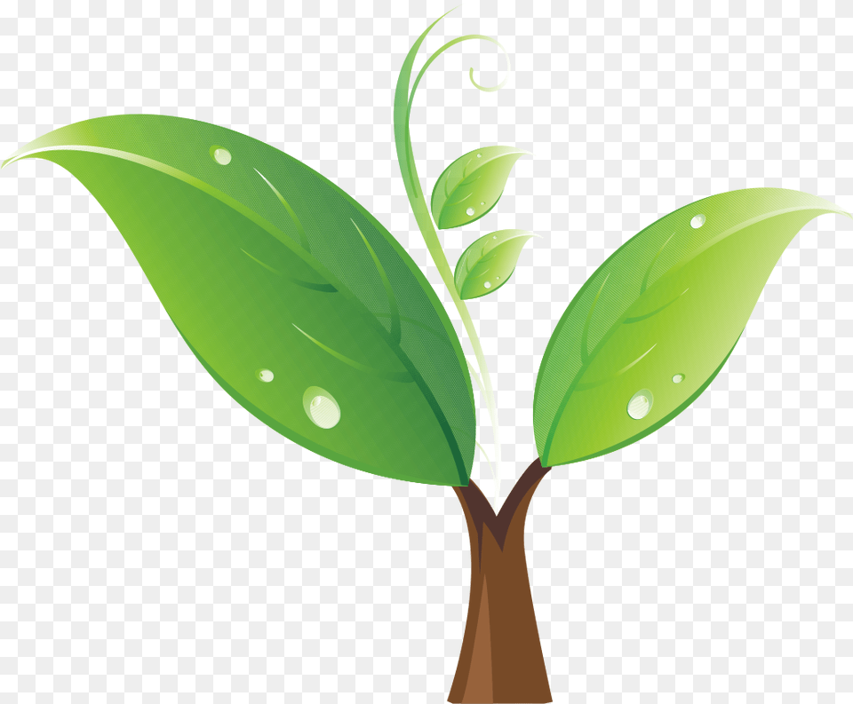 Seedling Tree Clip Art Sapling Clipart, Green, Leaf, Plant Free Png Download