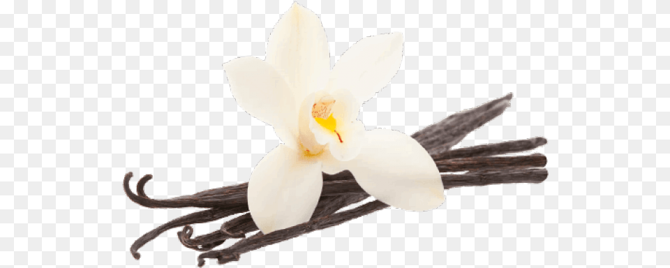 Seeds Clipart Vanilla Bean Vanilla, Flower, Plant, Orchid Free Png Download