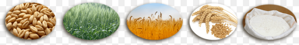 Seeds To Wheat Flour Process, Food, Grain, Produce, Powder Free Png