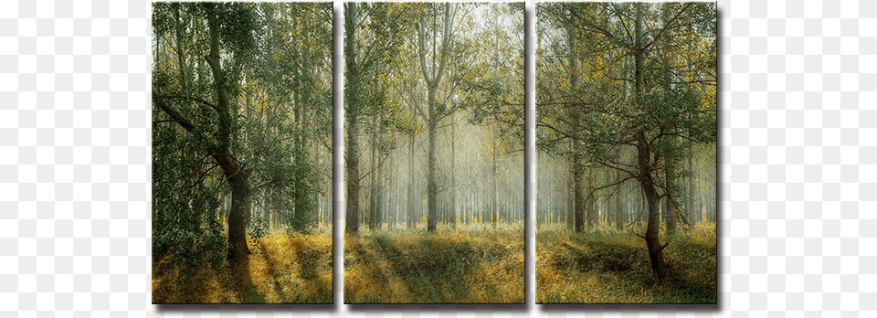 Seegart 3 Paneles Primavera Verde Bosque Foto Impresa Forest Cover, Woodland, Vegetation, Tree, Plant Free Png