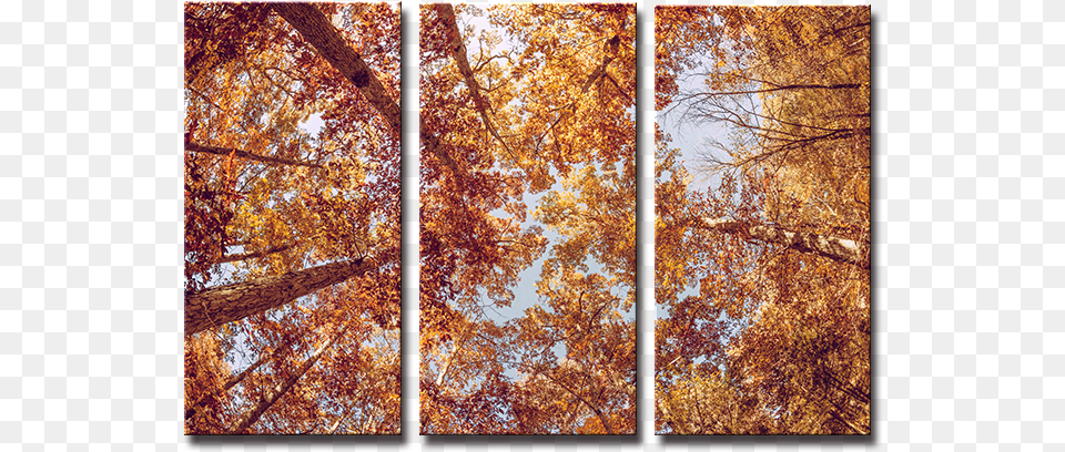 Seegart 3 Panels Fall Autumn Gold Yellow Leaf Picture Background In Brown Colour Tree, Art, Collage, Vegetation, Plant Png