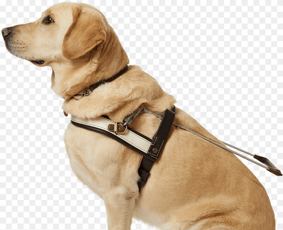 Seeing Eye Dog Transparent, Animal, Canine, Mammal, Pet Free Png Download