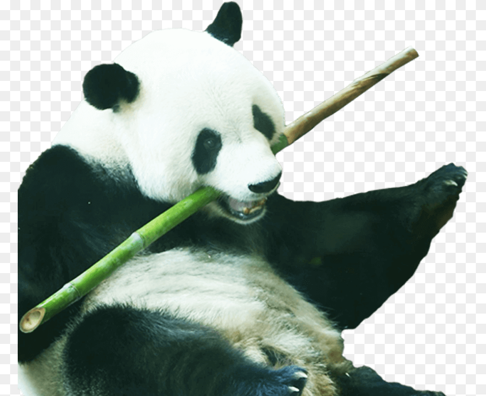 Seeing Rare Animals Panda, Animal, Bear, Giant Panda, Mammal Free Png Download