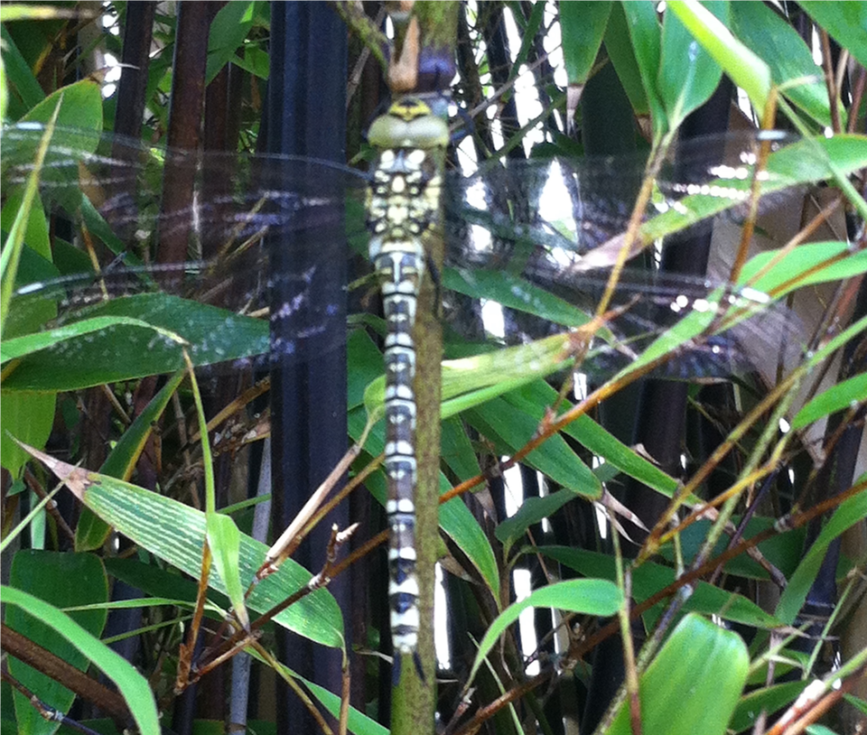 Seen In The Garden At Yogawest Today On The Bamboo Damselfly Free Transparent Png