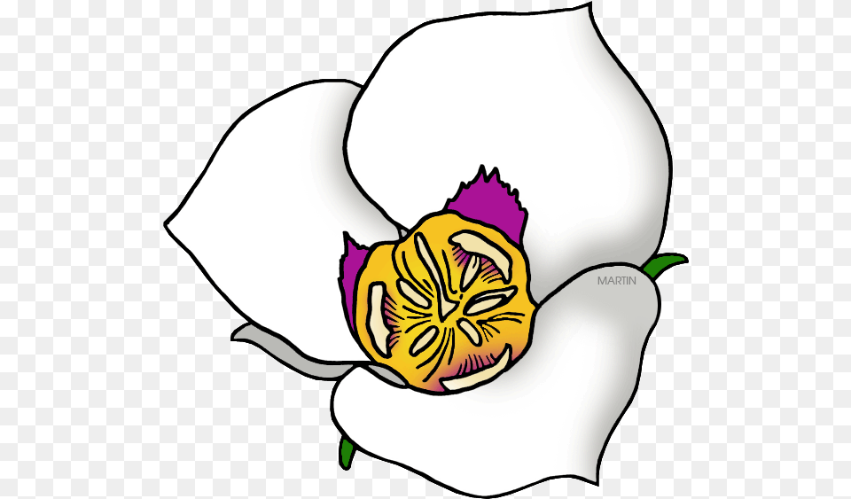 Sego Lily Clipart Utah State Flower Clipart, Petal, Plant, Anemone, Baby Free Transparent Png