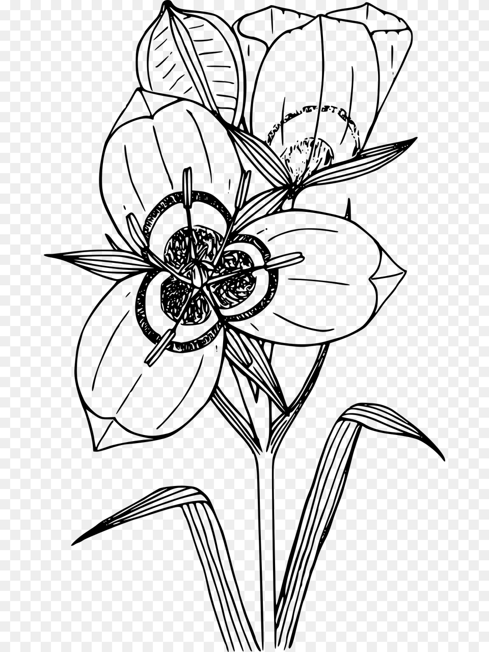 Sego Lily Flower Drawing, Gray Png