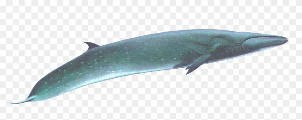 Sei Whale, Animal, Mammal, Sea Life, Fish Png Image