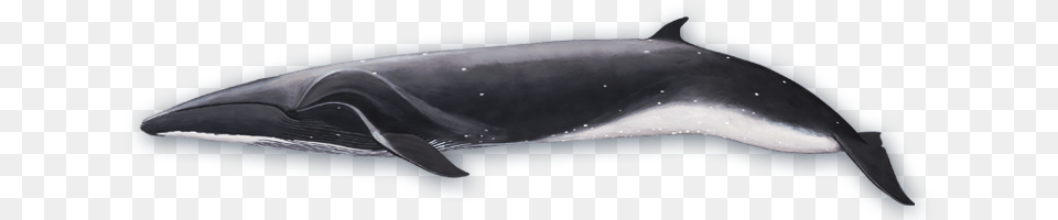 Sei Whale Side View, Animal, Mammal, Sea Life Png Image