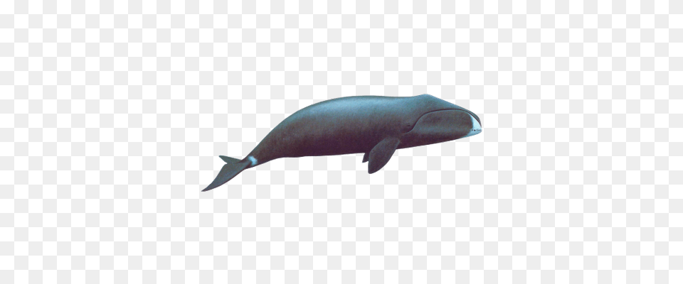 Sei Whale Transparent, Animal, Mammal, Sea Life, Fish Free Png