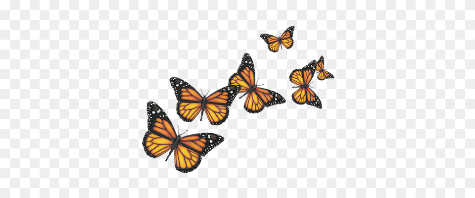 Seis Mariposas Transparente, Animal, Butterfly, Insect, Invertebrate Free Png Download