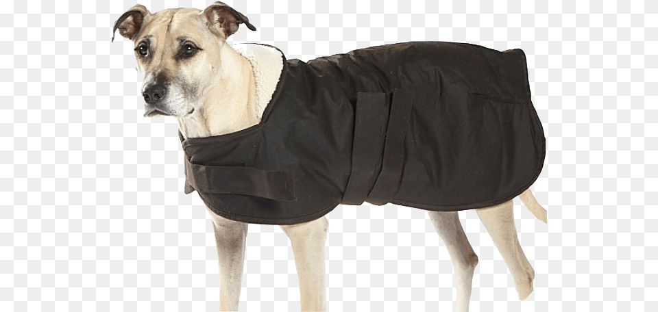 Select Options Companion Dog, Vest, Lifejacket, Clothing, Coat Png
