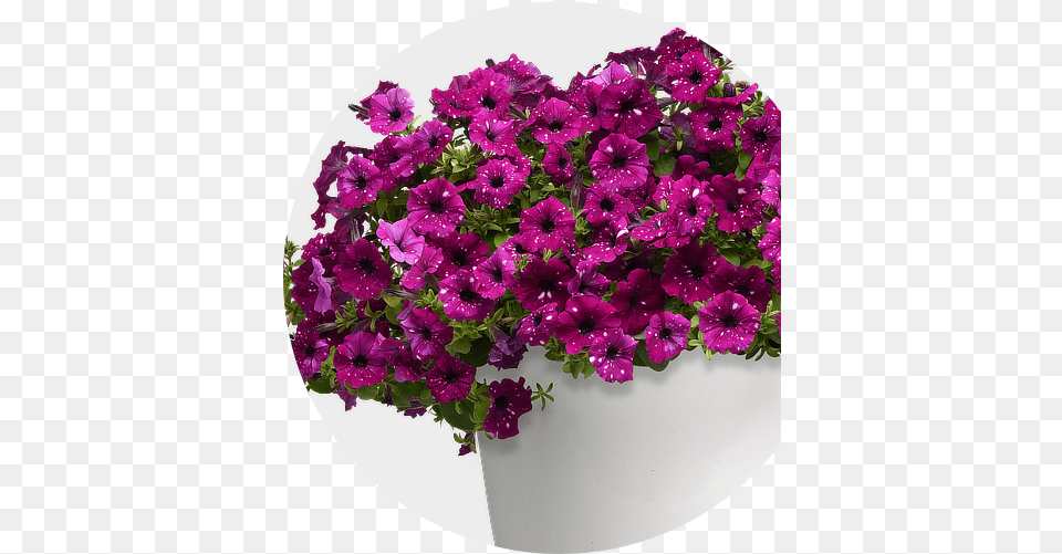 Selecta North America Petunia Headliner Electric Purple Sky, Flower, Flower Arrangement, Geranium, Plant Free Png