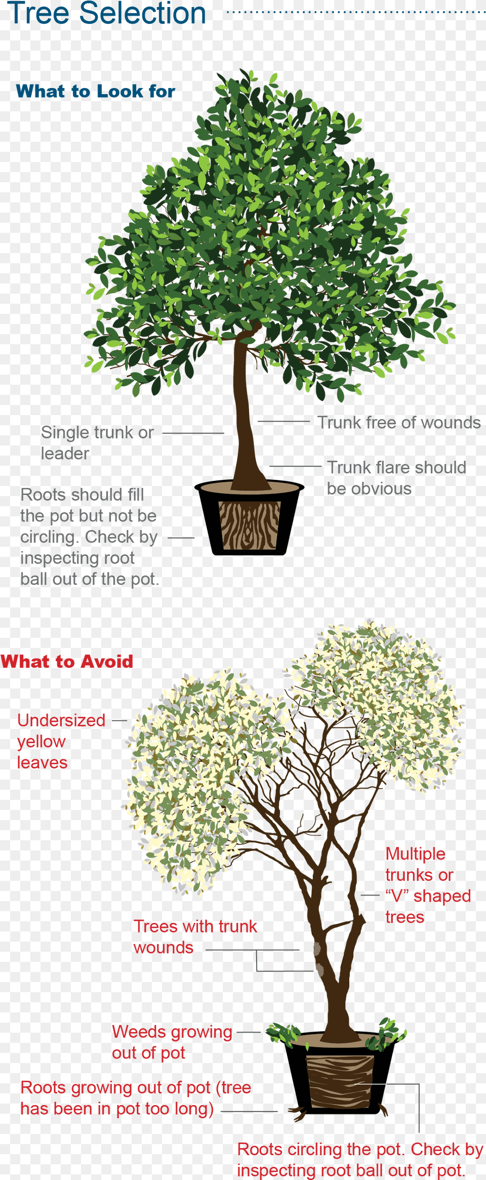 Selecting A Heathy Tree With Healty Root System Is For Indoor, Plant, Potted Plant, Vegetation, Bonsai Free Png