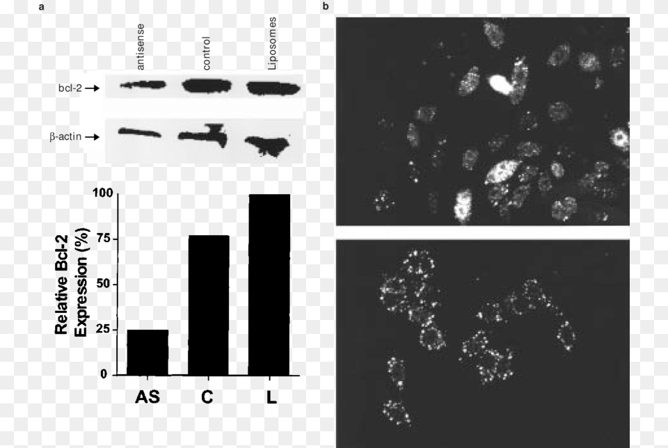 Selective Downregulation Of Bcl 2 Protein In Rko Colon Graphic Design, Mineral Free Png