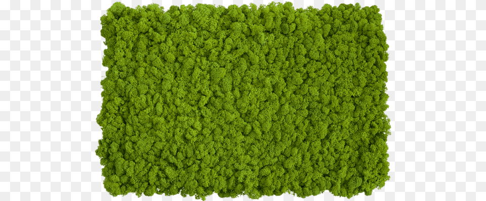 Self Assembly Of Moss Wall With Reindeer Panels Stylegreen Moss, Woodland, Vegetation, Tree, Plant Free Png Download