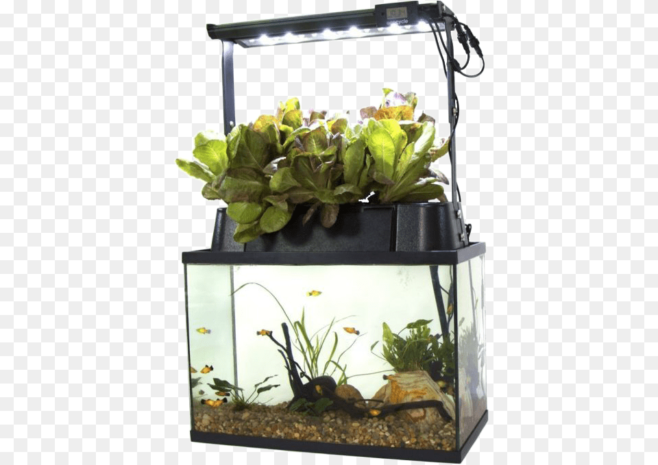 Self Cleaning Fish Tank Eco Cycle Aquaponics Kit, Animal, Aquarium, Sea Life, Water Free Png Download