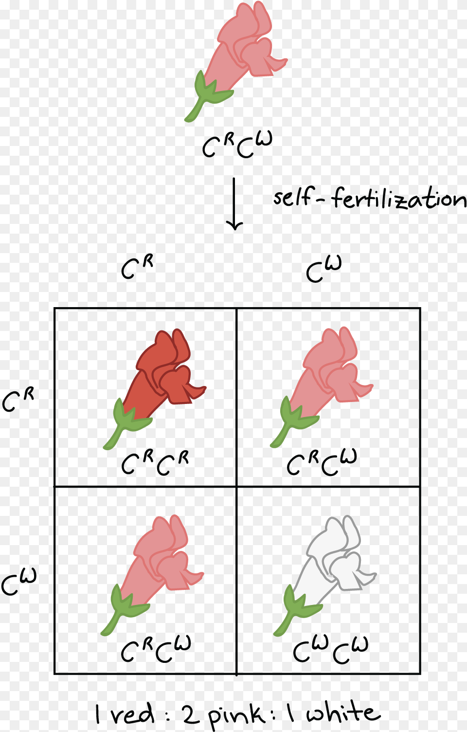 Self Fertilization Of Pink Crcw Plants Produce Incomplete Dominance, Carnation, Flower, Plant, Baby Png Image