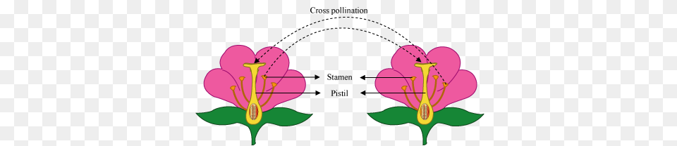 Self Pollination Cross Pollination, Anther, Flower, Plant, Purple Free Png