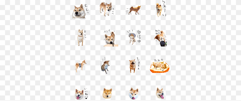 Sell Line Stickers Shiba Inu Gen Fox, Animal, Canine, Dog, Mammal Free Transparent Png