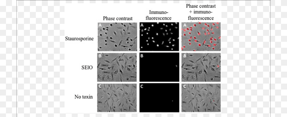 Selo Do Not Induce Cell Apoptosis, Paper Free Png