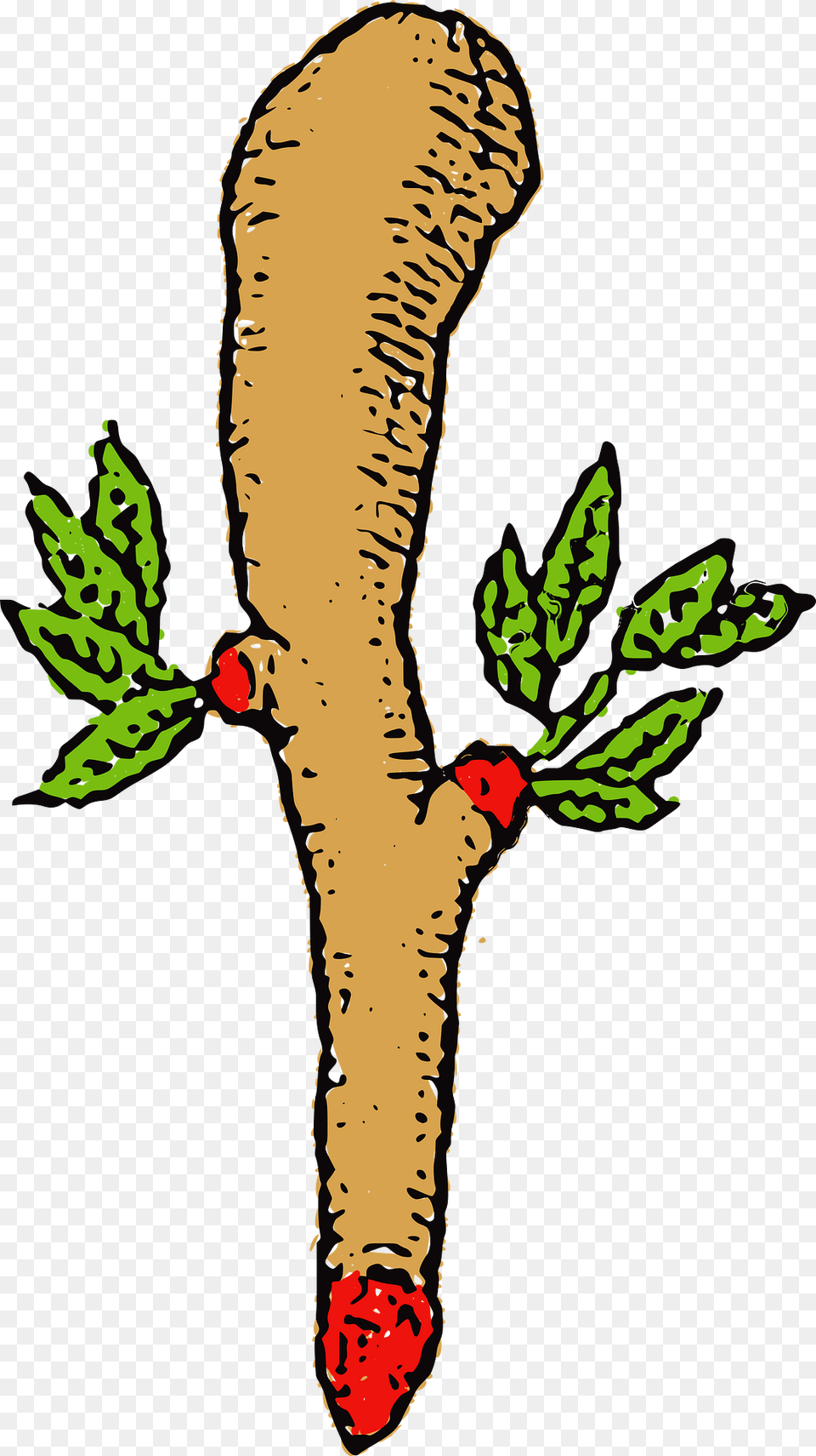 Seme Bastoni Carte Sarde Clipart, Leaf, Plant, Food, Parsnip Free Png Download