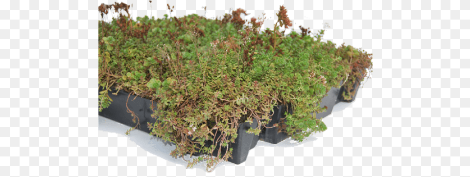 Sempergreen Moss, Plant, Herbal, Herbs, Vegetation Png Image