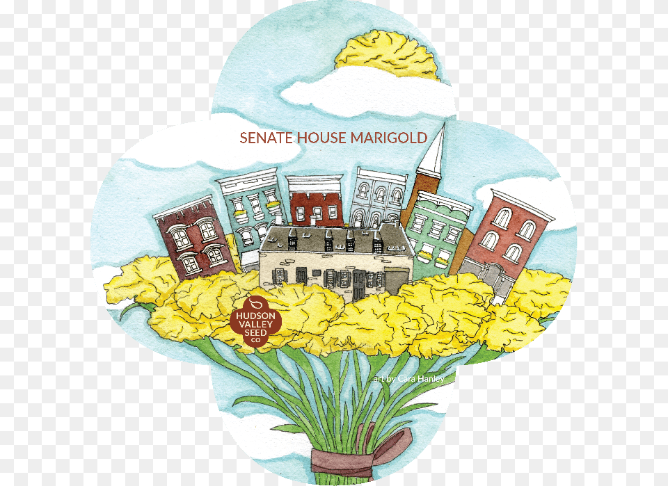 Senate House Marigold Seeds Art Pack United States Senate, Plant, Architecture, Building, Daffodil Png Image