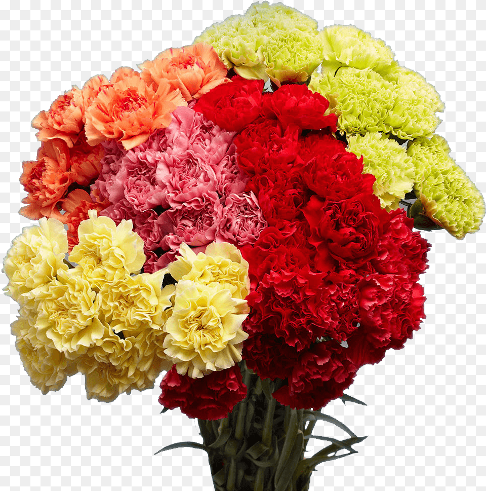 Send Carnation Flowers Carnation, Flower, Flower Arrangement, Flower Bouquet, Plant Png Image