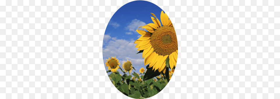 Send Flowers Happy Birthday Sunflower, Flower, Photography, Plant Free Png