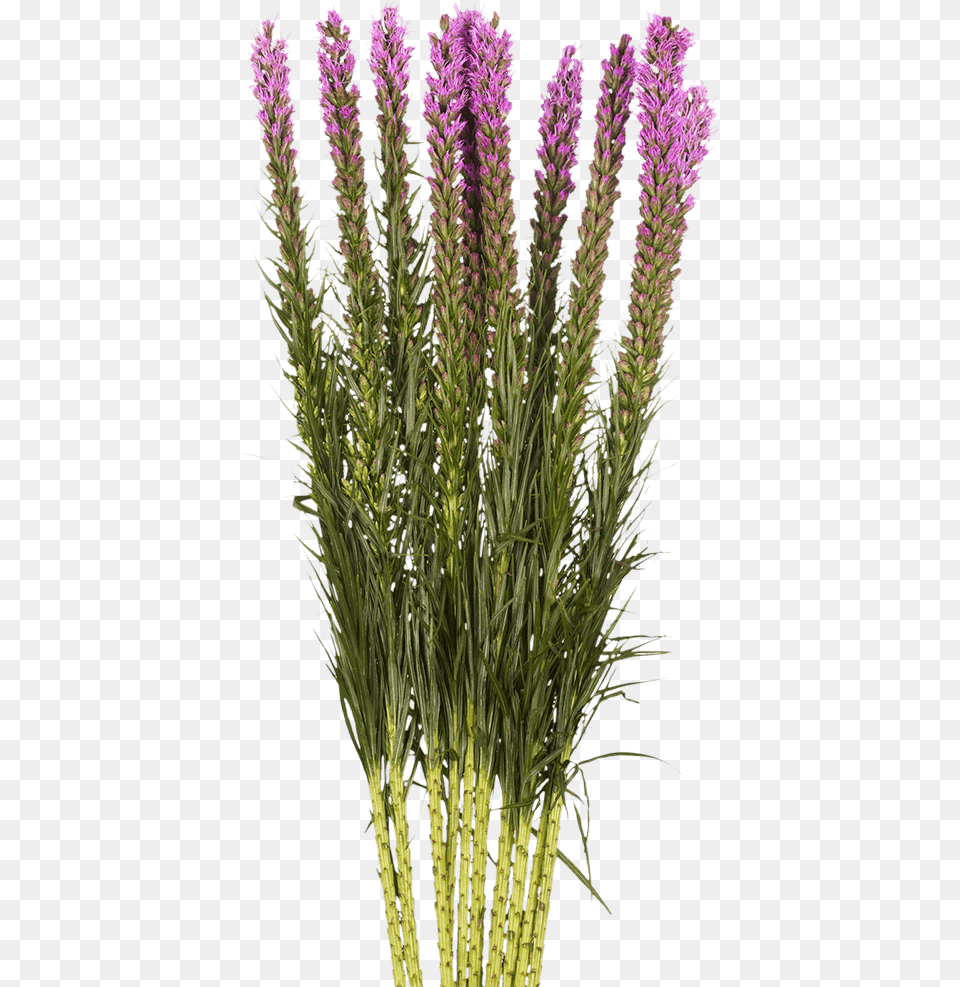 Send Liatris Flowers Dense Blazing Star, Flower, Grass, Plant, Lupin Png Image